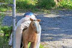 IMG-20240630-WA0039